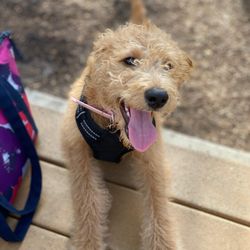 Bonita Springs Bark-N-Play Park