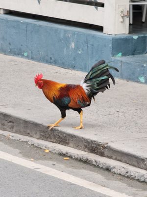 The Longboard by null