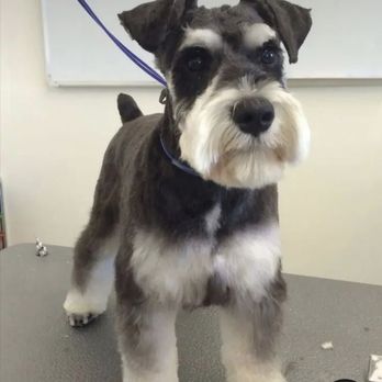 BARK STATION II - Inspiration picture - Pet Groomers Near Me - Redwood City, California BARK STATION II - Inspiration picture - Pet Groomers Near Me - Redwood City, California