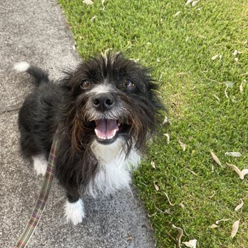 Dogs for Humanity - A happy Tai out on his walk - Dog Walkers Near Me