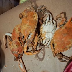 Old Mill Crab House - All you can eat crab