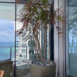 The Plant Guy - Lady palm