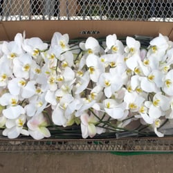 Taida Orchids - cut orchids