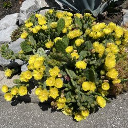 Prickly pear cactus at the Arboretum entrance