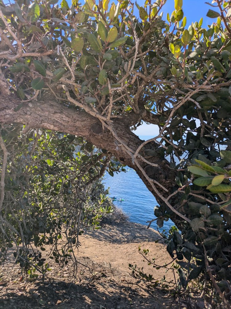 Photo of La Jolla Underwater Park
