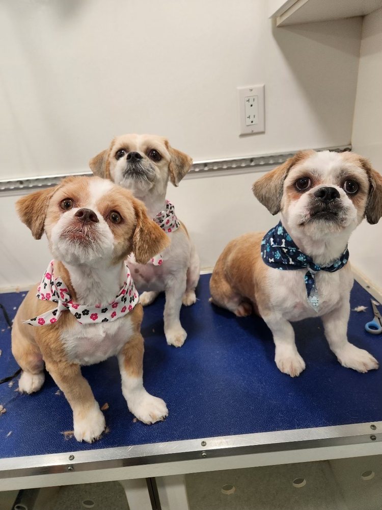 GROOMGOROUND Updated September 2024 221 Wild Ave, Staten Island