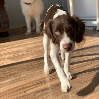 Perseus Pocono Pet Sitting - Pet Boarding Near Me - Kunkletown, Pennsylvania