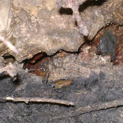 Buddy's Plumbing - Tunneling Tunneling is used to gain access to plumbing drain lines as well as potable water lines located underneath foundations.