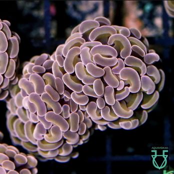 Aquavida365 - Rose Gold hammer - Local Fish Stores Near Me - Gardena, California