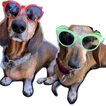 Wilfs Place Pet Services - We are pretty naughty but we've learning to be better dogs because of great trainers like Emma. - Pet Training Near Me Wilfs Place Pet Services - We are pretty naughty but we've learning to be better dogs because of great trainers like Emma. - Pet Training Near Me
