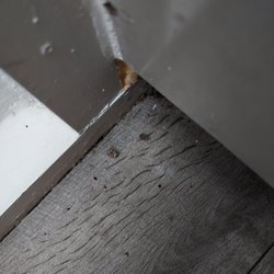 Park Pointe Hotel - Bugs
