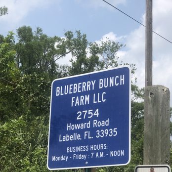 Blueberry Bunch Farm - Do-It-Yourself Food Near Me - LaBelle, Florida Blueberry Bunch Farm - Do-It-Yourself Food Near Me - LaBelle, Florida