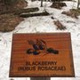 Black Brook Preserve