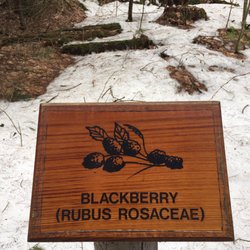Black Brook Preserve