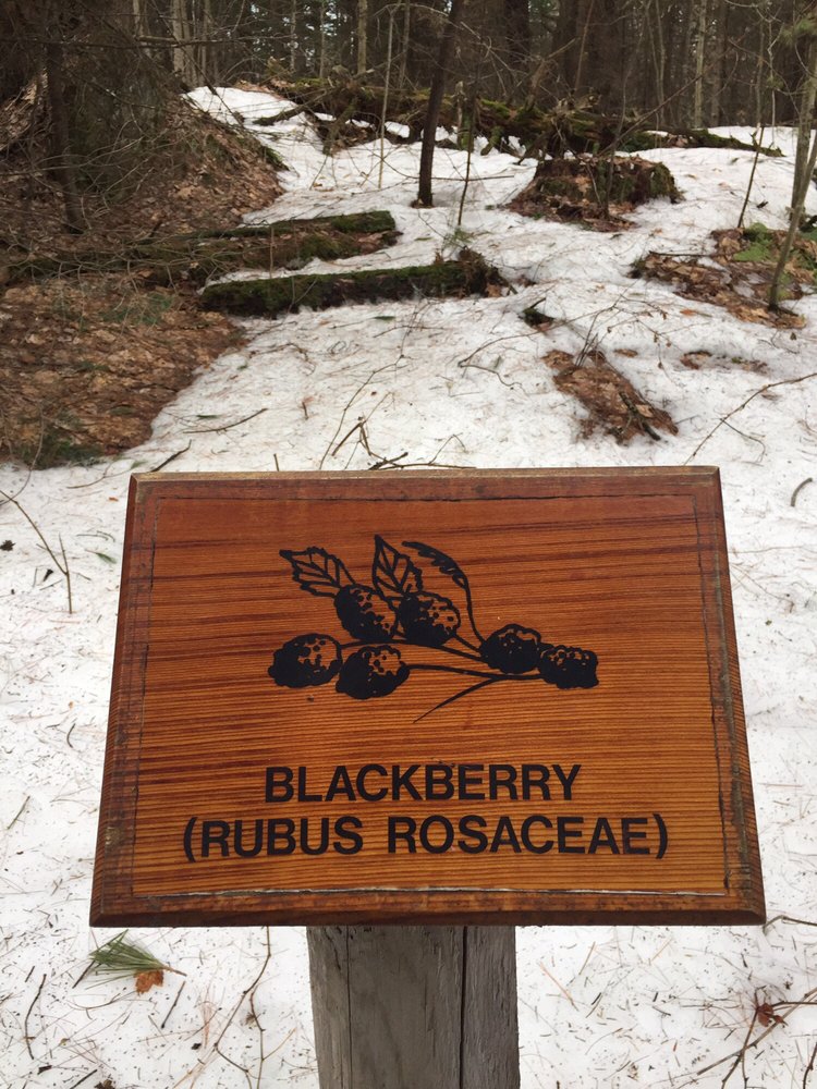 Black Brook Preserve Logo