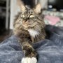 Avenue Animal Wellness + Emergency