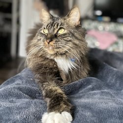Avenue Animal Wellness + Emergency