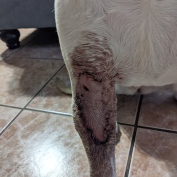 All Breed Pet Grooming - Pus draining from her leg. - Pet Services Near Me - Brownsville, Texas All Breed Pet Grooming - Pus draining from her leg. - Pet Services Near Me - Brownsville, Texas