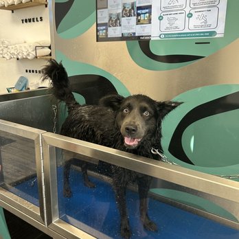 Immaculate Paws - Pet Groomers Near Me - Riverside, California Immaculate Paws - Pet Groomers Near Me - Riverside, California