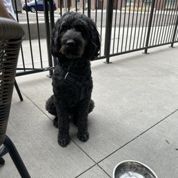 Dog friendly patio Dog friendly patio