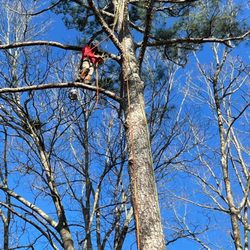 Woodpecker Tree Service - Professional and affordable Tree Service .
We are insured!