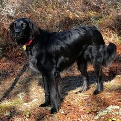 Great Dog Works - Some family has a bit more fur than others.
