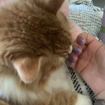 Cordova Nails - Elliott approved unicorn nails - Nail Salons Near Me - Rancho Cordova, California Cordova Nails - Elliott approved unicorn nails - Nail Salons Near Me - Rancho Cordova, California