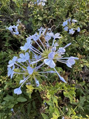 Barnsdall Art Park by null