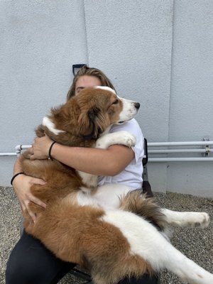 Barks Bed And Biscuit