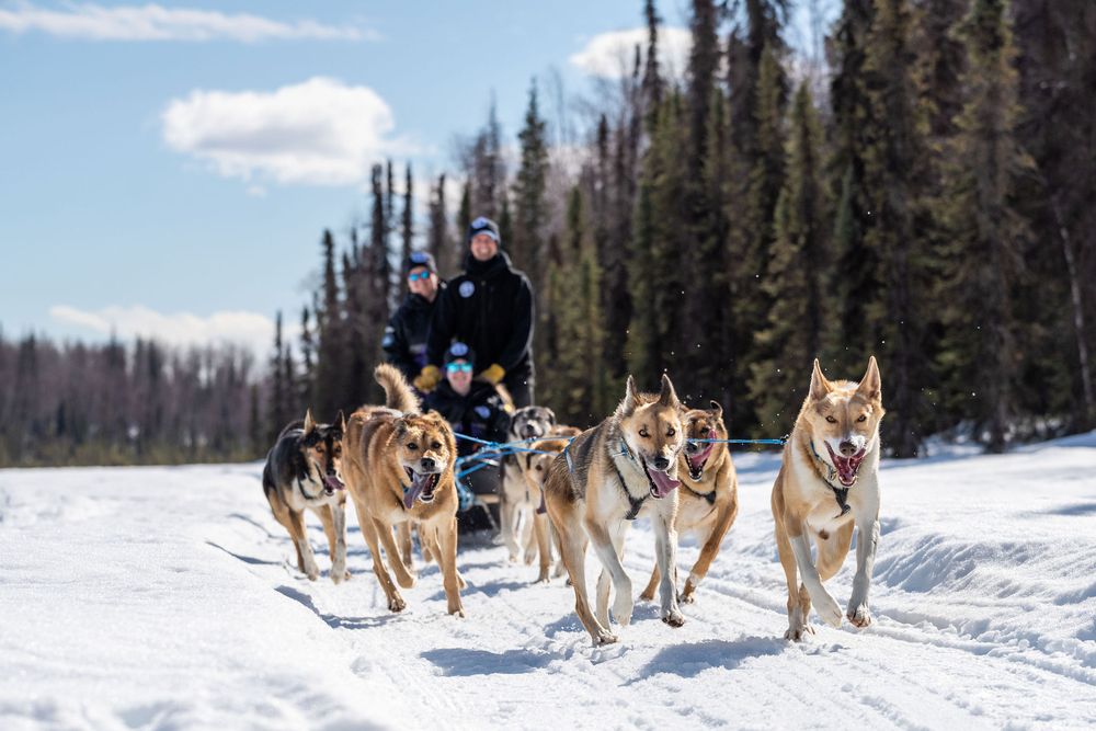Alaskan Husky Adventures