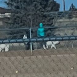 Broomfield  County Commons Dog Park - Crazy lady