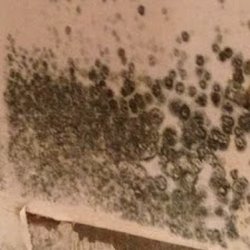 Premier Carpet Care & Water Damage Restoration
