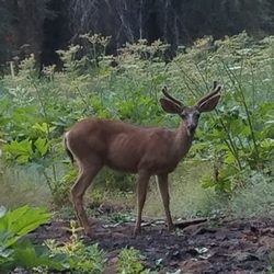 Dorst Creek Campground - Wildlife visit at Dorst Creek