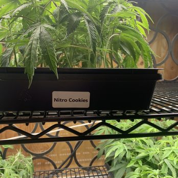 Basa - Clones - Cannabis Clinics Near Me - San Francisco, California Basa - Clones - Cannabis Clinics Near Me - San Francisco, California