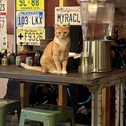 Come On Over Cafe - This cute cat adopted the cafe. Super sweet!