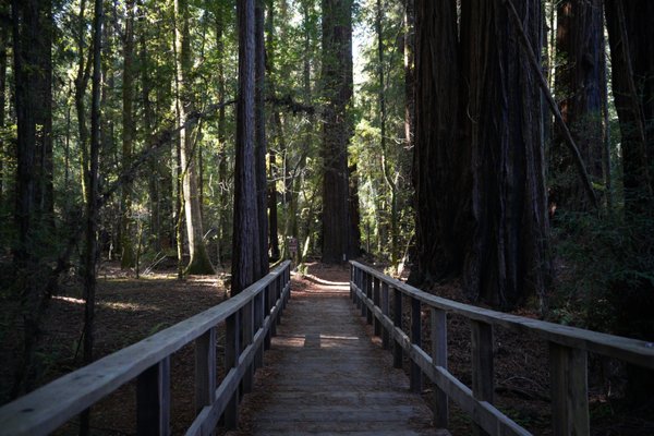 Hendy Woods State Park by null