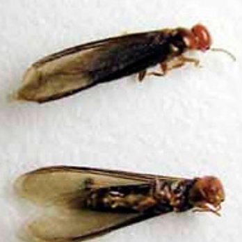 Dab Termite & Pest Solutions - Pest Control Near Me - Covina, California Dab Termite & Pest Solutions - Pest Control Near Me - Covina, California