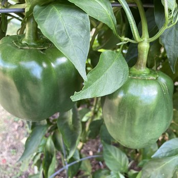 Baker Creek Heirloom Seeds - Sweet peppers - Fruits & Veggies Near Me - Mansfield, Missouri Baker Creek Heirloom Seeds - Sweet peppers - Fruits & Veggies Near Me - Mansfield, Missouri