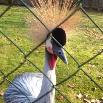 Tierpark Perleberg - Was für eine Pracht - Zoos Near Me - Perleberg, BB