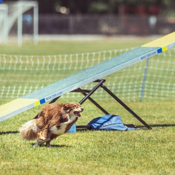 fetch sam! - Pet Training Near Me - Pasco, Washington fetch sam! - Pet Training Near Me - Pasco, Washington