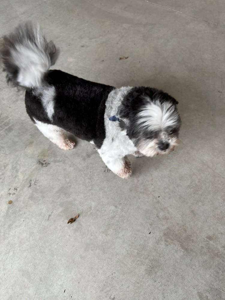 CRIPPS CLIPPS DOG GROOMING Updated October 2024 Request an