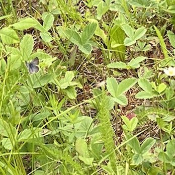 Buckridge Campground - Blue butterfly - Campgrounds Near Me - Nestow, Alberta