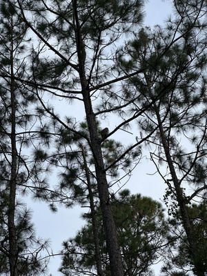 Stephen C Foster State Park by null