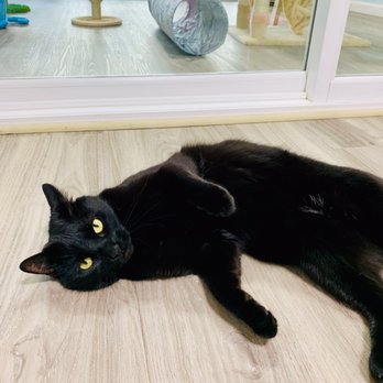 Pounce Hawaii - Lounging about... {Photo credit: Pounce Hawaii} - Pet Boarding Near Me - Honolulu, Hawaii Pounce Hawaii - Lounging about... {Photo credit: Pounce Hawaii} - Pet Boarding Near Me - Honolulu, Hawaii