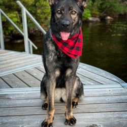 The Woof Wash - Ava after a groom in a bandana