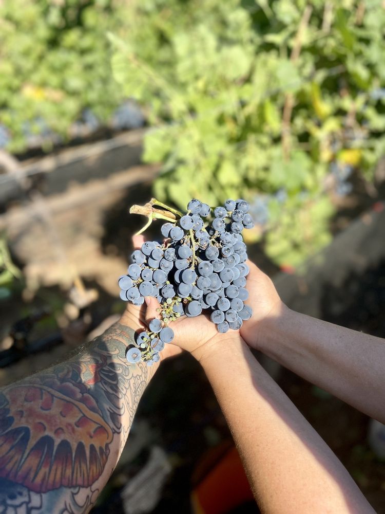 Happy Dayz Vineyard Logo