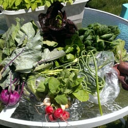 Natural Earth Organic Farms - A CSA share from the very beginning of the season, chock-full of delicious veggies!