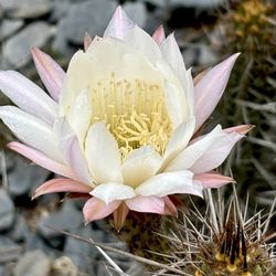 Cactus garden