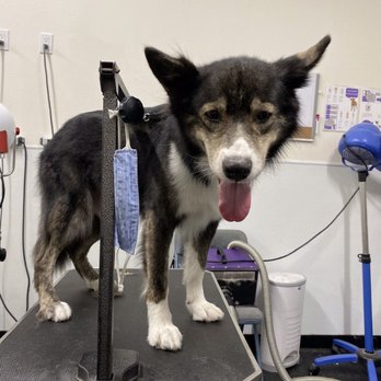 The Smiling Dog - Haven dog rescue - Pet Groomers Near Me - Rocklin, California