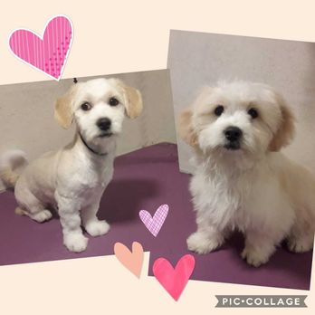 Little Paws Dog Grooming - Pet Groomers Near Me - Mountmellick, LS Little Paws Dog Grooming - Pet Groomers Near Me - Mountmellick, LS